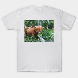 Scottish Highland Cattle Cow 2042 T-Shirt